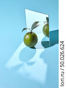 Composition from a mirror, and lime with leaves on a blue background with reflection of shadows and copy space. Organic fruit. Lime with green leaves and a mirror on a blue background with shadows and a copy of a spacer. Creative food composition. Стоковое фото, агентство Ingram Publishing / Фотобанк Лори