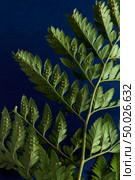 Green fern leaves backside on a dark blue background with copy space. Foliage background. Flat lay. Fern presented on a dark blue background with copy space. Beautiful natural layout. Flat lay. Стоковое фото, агентство Ingram Publishing / Фотобанк Лори