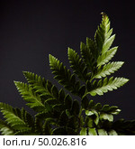 Fresh green fern twig presented on a black background with highlights of light and copy space. Natural foliage layout. Flat lay. Fern. Green branch of a plant on a black background with highlights of light and space for text. Natural layout. Flat lay. Стоковое фото, агентство Ingram Publishing / Фотобанк Лори