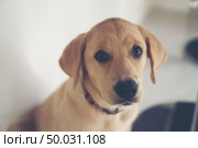 Golden Retriever Puppies. Стоковое фото, агентство Ingram Publishing / Фотобанк Лори
