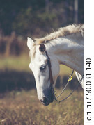 Portrait of a white horse in farm. Стоковое фото, агентство Ingram Publishing / Фотобанк Лори
