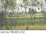 hawk habitat in Nakhonnayok, Thailand. Стоковое фото, агентство Ingram Publishing / Фотобанк Лори