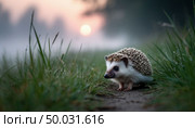 Hedgehog on a path in a field in the fog. AI generated. Стоковое AI-изображение, AI-художник Анна Никонорова / Фотобанк Лори