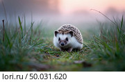 Hedgehog on a path in a field in the fog. AI generated. Стоковое AI-изображение, AI-художник Анна Никонорова / Фотобанк Лори