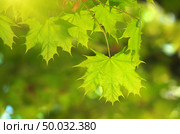 Spring leaf of maple. Composition of nature. Стоковое фото, агентство Ingram Publishing / Фотобанк Лори