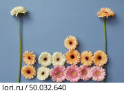 A popular computer game Tetris composed of blocks of gerbera flowers on a blue background. Flower blocks fall, move and disappear from the screen. Flat lay.. Appearing, moving and disappearing gerbera flowers on a blue background in the form of the popular Tetris computer game. Stop motion animation. Стоковое фото, агентство Ingram Publishing / Фотобанк Лори