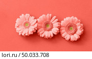 Post card with gerbera flower in a color of the year 2019 Living Coral Pantone on a same color background. The figure from the game Tetris. Minimal flower composition. Flat lay.. Creative beautiful gerbera flower pattern isolated in a trend color of the year 2019 Living Coral Pantone. Стоковое фото, агентство Ingram Publishing / Фотобанк Лори