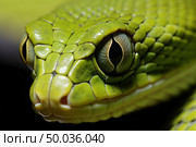 Detailed view of a green snakes eye showing intricate scale patterns and a narrow pupil. Стоковое AI-изображение, AI-художник Данила Большаков / Фотобанк Лори