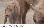 Зубр европейский теленок возле самки, молодое животное, Bison bonasus. Стоковое видео, видеограф Дмитрий Якубович / Фотобанк Лори