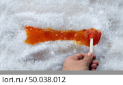 Maple taffy or boiled tree sweet boiled sap syrup on snow as a traditional spring food culture from Quebec Ontario Canada and New England produced in a sugar shack. Стоковое фото, агентство Ingram Publishing / Фотобанк Лори