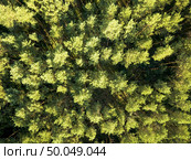 Natural background from the forest in the daytime. Aerial view of the drone as a layout for your ideas. Top view. Top view of a summer deciduous forest on a clear summer day. Aerial view with dron like foliage natural background. Стоковое фото, агентство Ingram Publishing / Фотобанк Лори