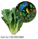 Bacteria and germs on vegetables and the health risk of ingesting contaminated green food including romaine lettuce as a produce contamination and safety concept 3D render elements. Стоковое фото, агентство Ingram Publishing / Фотобанк Лори