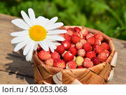 Лукошко лесной земляники крупным планом и ромашка. Стоковое фото, фотограф Photolart / Фотобанк Лори