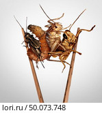 Edible insects and eat bugs or eating insect snacks as exotic cuisine and alternative high protein nutrition as a cricket grasshopper and larvae with chopsticks as a symbol for entomophagy with 3D illustration elements. Стоковое фото, агентство Ingram Publishing / Фотобанк Лори