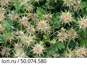 Spring bloom of a star clover (lat.- Trifolium stellatum) Стоковое фото, фотограф Irina Opachevsky / Фотобанк Лори