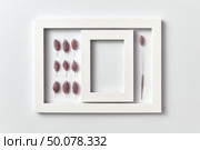 Creative pattern of dry painted cones and empty carcass in a rectangular frame on a light background, place for text. Flat lay. Greeting card.. Natural composition from flower buds with empty frame on a light background. Стоковое фото, агентство Ingram Publishing / Фотобанк Лори