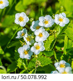Земляника зелёная, зеленоватая, степная, клубника.  ( лат.Fragaria viridis Weston ,семейство Rosaceae). Цветущее растение крупно. Стоковое фото, фотограф Евгений Мухортов / Фотобанк Лори