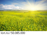 Meadow of rape. Nature composition. Стоковое фото, агентство Ingram Publishing / Фотобанк Лори