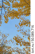 Vibrant autumn leaves gently swaying against a clear blue sky. Стоковое AI-видео, аниматор Владимир Федоров / Фотобанк Лори