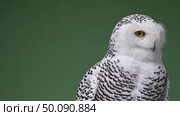 Snowy owl turning head against green backdrop with intense gaze and graceful plumage. Стоковое AI-видео, аниматор Владимир Федоров / Фотобанк Лори