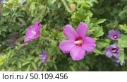 Flowering shrub with pink flowers of Hibiscus syriacus or Rose of Sharon, in the garden. Стоковое видео, видеограф Ирина Старикова / Фотобанк Лори