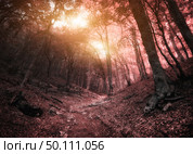 Into the Infrared forest. Nature composition. Стоковое фото, агентство Ingram Publishing / Фотобанк Лори