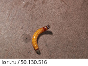 Wireworm on a garden plot. Wireworms are the larvae of all click beetles. Стоковое фото, фотограф Андрей Жигальцов / Фотобанк Лори