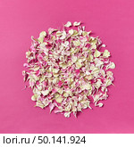 Floral composition from carnation petals on a magenta paper with copy space. Natural background.. Round pattern of flowers petals on a magenta background. Стоковое фото, агентство Ingram Publishing / Фотобанк Лори
