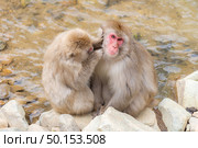 Japanese Snow monkey Macaque in hot spring Onsen Jigokudani monkey Park, Nakano, Japan. Стоковое фото, агентство Ingram Publishing / Фотобанк Лори