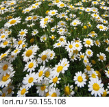 Daisy spring meadow. Composition of nature. Стоковое фото, агентство Ingram Publishing / Фотобанк Лори