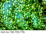 Photobioreactor in lab algae fuel biofuel industry. Algae fuel o. Стоковое фото, агентство Ingram Publishing / Фотобанк Лори