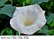 Datura after rain. Стоковое фото, фотограф Александр Карпенко / Фотобанк Лори