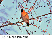 Bird waxwing bulletin spring is coming. Стоковое фото, фотограф Александр Карпенко / Фотобанк Лори
