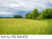 Поле молодой пшеницы. Стоковое фото, фотограф Илья Старков / Фотобанк Лори