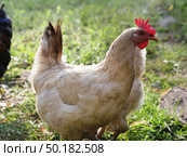 Dirty white domestic chickens walk in rural yard in grass, peck food. Стоковое фото, фотограф Дмитрий Нечаев / Фотобанк Лори