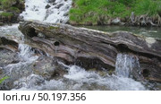 A small waterfall cascades over a textured log in a serene forest setting. Lush green grass surrounds the bank, enhancing the tranquil atmosphere of this forest stream. Стоковое видео, видеограф Зворыгина Елена / Фотобанк Лори
