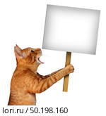 Cat holding a blank sign as a cute tabby feline with an open talking mouth expression communicating a message pertaining to pet care or veterinary services on an isolated white background with 3D illustration elements. Стоковое фото, агентство Ingram Publishing / Фотобанк Лори