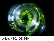 algae research in laboratories, biotechnology science concept. Стоковое фото, агентство Ingram Publishing / Фотобанк Лори