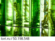Algae seaweed in science experiments, laboratory research. Стоковое фото, агентство Ingram Publishing / Фотобанк Лори