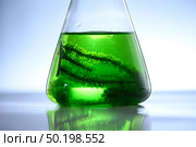 algae research in laboratories, biotechnology science concept. Стоковое фото, агентство Ingram Publishing / Фотобанк Лори