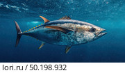 A large fish is swimming in the ocean. Стоковое AI-изображение, AI-художник Ярославский Максим / Фотобанк Лори