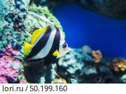 Tropical fish Pennant coralfish or coachman,Moorish idol fish. Стоковое фото, агентство Ingram Publishing / Фотобанк Лори
