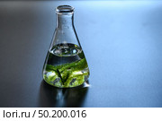 Algae seaweed in science experiments, laboratory research. Стоковое фото, агентство Ingram Publishing / Фотобанк Лори