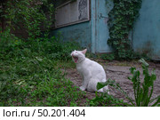 Белый кот зевает. Стоковое фото, фотограф Лариса Веселова / Фотобанк Лори