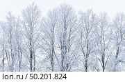 Full Snow covered tall trees in winter light blue nasty day background. Стоковое фото, фотограф Camptoloma / Фотобанк Лори
