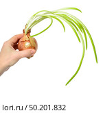 Old sprouted onion with long green feathers and roots in a woman's left hand white background. Стоковое фото, фотограф Camptoloma / Фотобанк Лори
