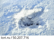 Scarps and trace crater of a grenade explosion on the snow sunny day. Стоковое фото, фотограф Camptoloma / Фотобанк Лори