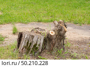 A stump from a sawn-down old tree in a city park. Стоковое фото, фотограф Александр Поташев / Фотобанк Лори