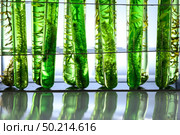 algae research in laboratories, biotechnology science concept. Стоковое фото, агентство Ingram Publishing / Фотобанк Лори