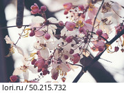 pink cassia bakeriana flower with blue sky, pink flower. Стоковое фото, агентство Ingram Publishing / Фотобанк Лори